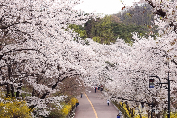 SEOUL - TRƯỢT TUYẾT - LOTTE WORLD 